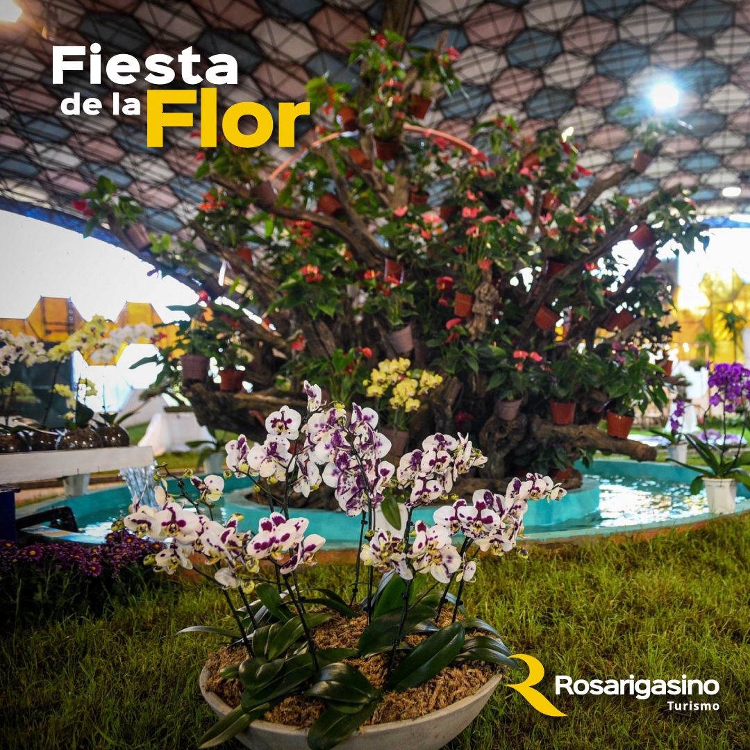 fiesta-de-la-flor-temporada-2025-116